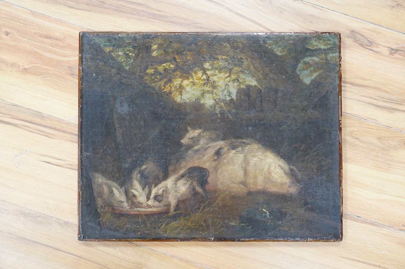 19th century, English school, oil on canvas, study of pigs, 35 x 44cm. Condition - fair to good